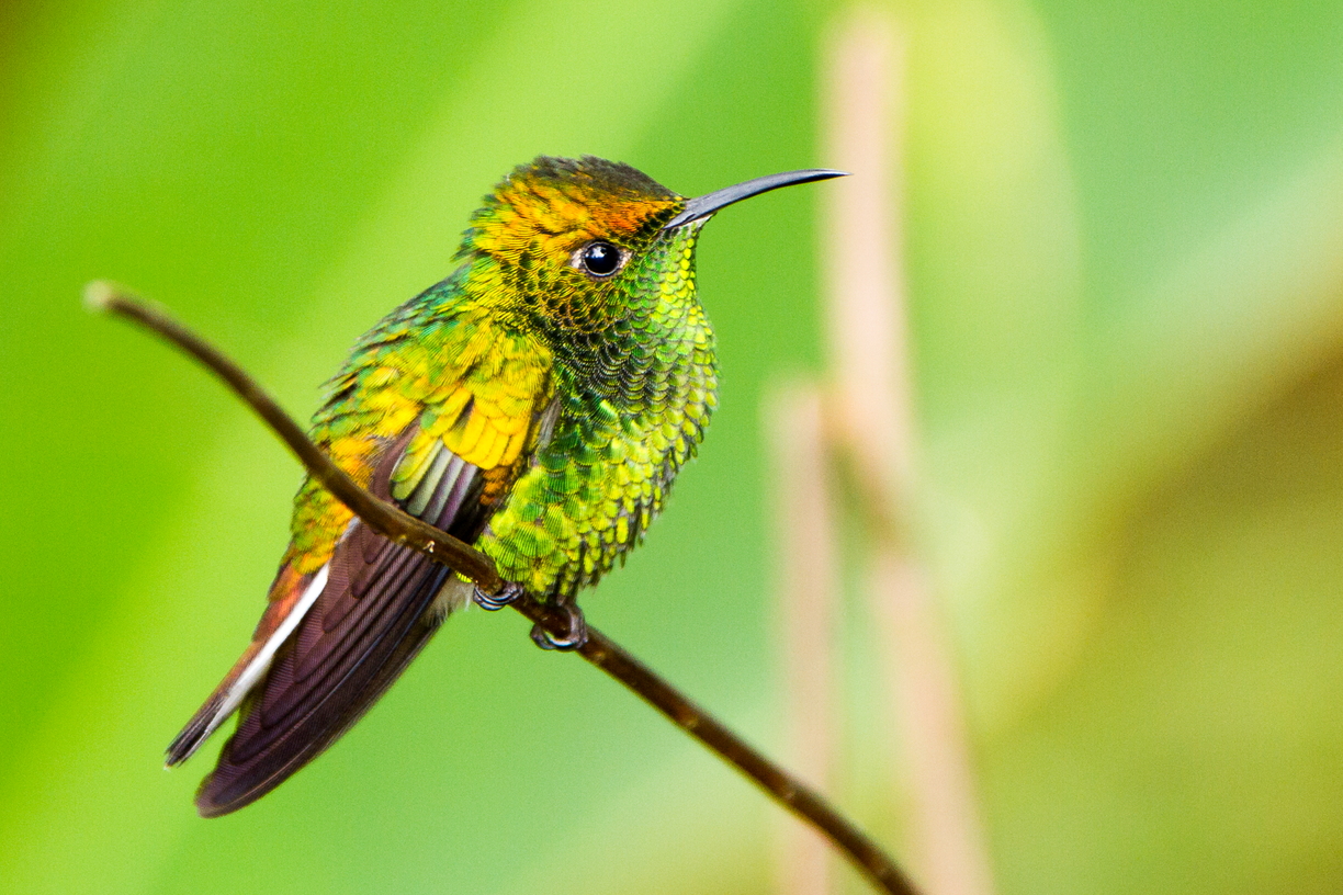 A Coppery-Headed Emerald Hummingbird in all its glory, Costa Rica